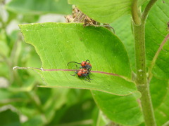 Tetraopes tetrophthalmus