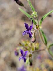 Trichostema laxum
