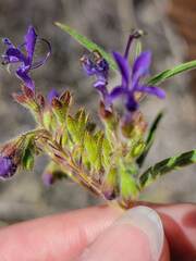 Trichostema laxum