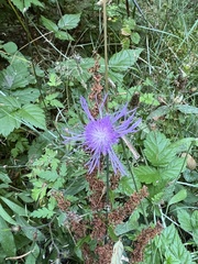 Centaurea stoebe