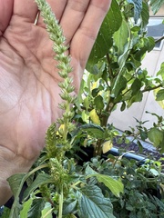Amaranthus retroflexus