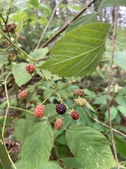 Rubus allegheniensis