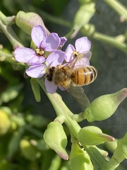 Apis mellifera