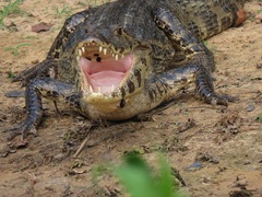 Caiman yacare