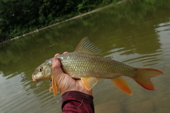 Moxostoma macrolepidotum