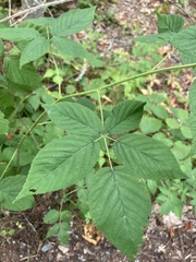 Rubus allegheniensis