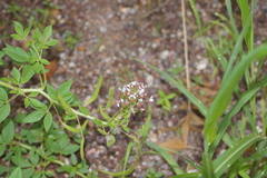 Polanisia dodecandra trachysperma
