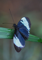 Heliconius cydno