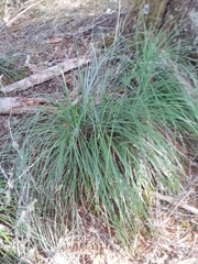 Xerophyllum tenax