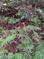 Trichonephila clavipes