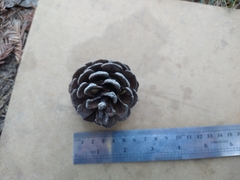 Pinus halepensis