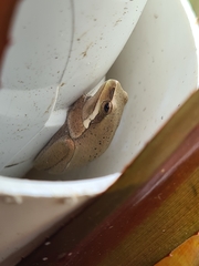 Litoria fallax