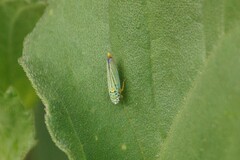 Graphocephala atropunctata