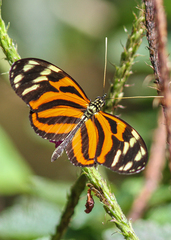 Heliconius ismenius