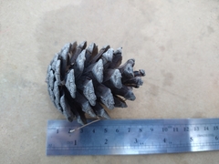 Pinus halepensis