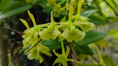 Epidendrum melistagum