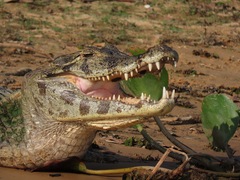 Caiman yacare