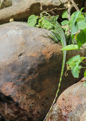 Basiliscus plumifrons