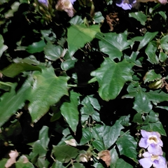 Thunbergia