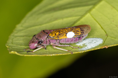 Oncometopia facialis