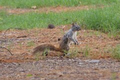 Sciurus arizonensis