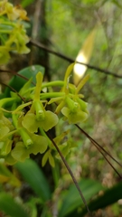 Epidendrum melistagum