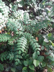 Berberis nervosa