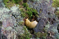 Ariolimax columbianus