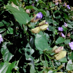 Thunbergia