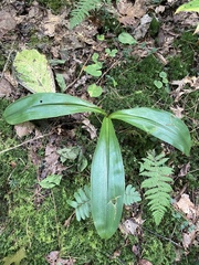 Clintonia
