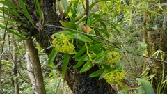 Epidendrum melistagum