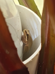 Litoria fallax