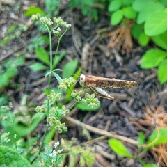Dissosteira carolina