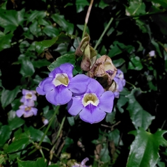 Thunbergia