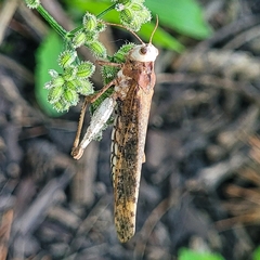 Dissosteira carolina