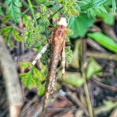 Dissosteira carolina