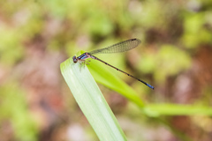 Argia oculata