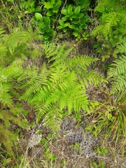 Pteridium aquilinum pubescens
