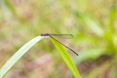 Argia oculata