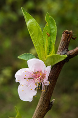 Prunus persica