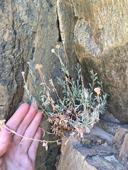 Artemisia albicans
