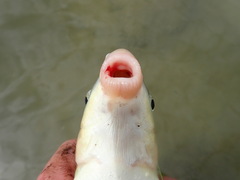 Moxostoma macrolepidotum