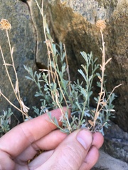 Artemisia albicans