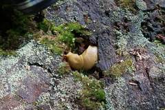 Ariolimax columbianus