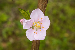 Prunus persica