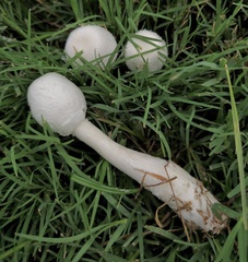 Leucocoprinus cepistipes