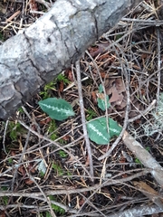 Goodyera oblongifolia