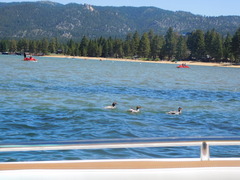 Mergus merganser americanus