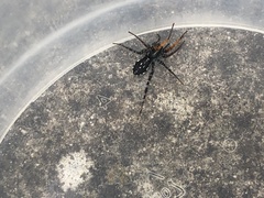 Nyssus coloripes