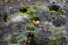 Ariolimax columbianus
